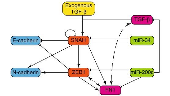王鵬研究組合作揭示競爭性內(nèi)源RNA直接調(diào)控上皮間質(zhì)轉(zhuǎn)化（EMT）的動態(tài)過程